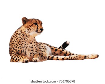 Cheetah Spotted Isolated At White