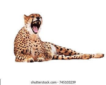 Cheetah Spotted Isolated At White