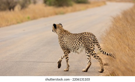 A Cheetah Stalking Across The Road