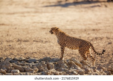 6,174 Cheetah horizontal Images, Stock Photos & Vectors | Shutterstock