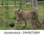 Cheetah taken at the big cat sanctuary 