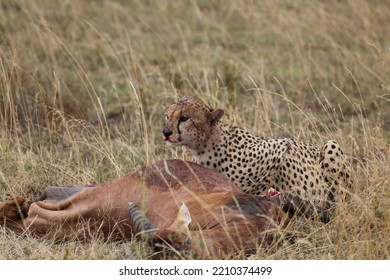 Cheetah With Topi Kill In Tanzania