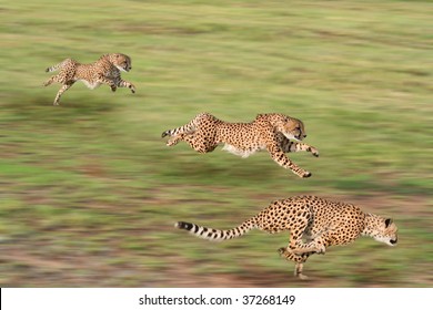 Cheetah In Various States Of The Hunt