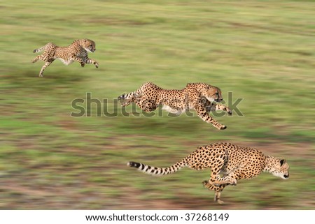 Cheetah in various states of the hunt