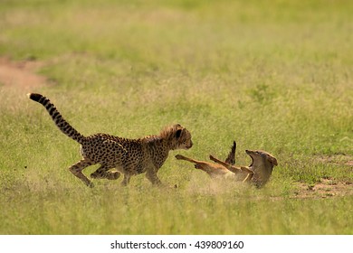 Cheetah Vs Jackal Stock Photo 439809160 | Shutterstock