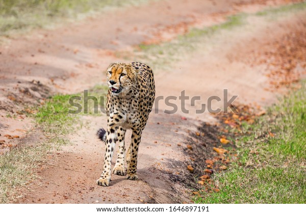  The cheetah\
walk freely on the car tracks of the savannah. Jeep - safari in\
spring in the African savannah. Kenya, Masai Mara Park. Concept of\
exotic, extreme and photo\
tourism