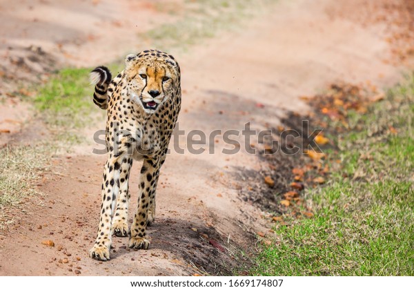 The\
cheetah walk freely on the car tracks of the savannah.  safari in\
spring in the African savannah. Predatory mammals in Masai Mara\
Park. Kenia. Concept of extreme and photo\
tourism