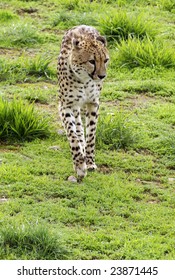 Cheetah walking.