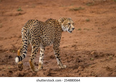 Cheetah Walking