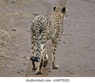 Cheetah Walking Away