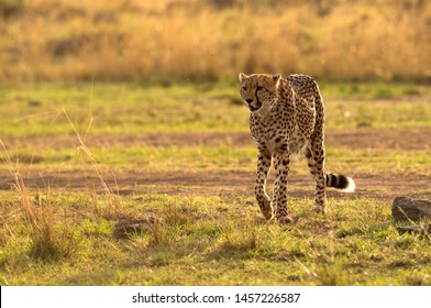 2,544 Cheetah Clawing Images, Stock Photos & Vectors 