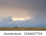 Cheetah walking through a savannah on a rainy evening in Masa Mara Game Reserve, Kenya