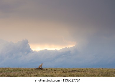 Cheetah walking through a savannah on a rainy evening in Masa Mara Game Reserve, Kenya