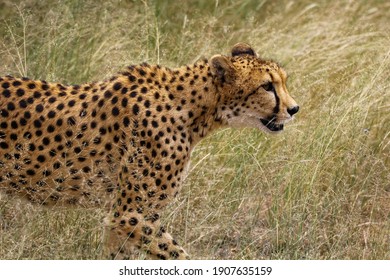 Cheetah Walking Through Tall Grass