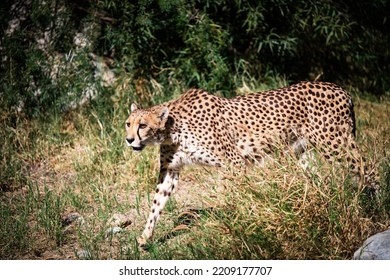 A Cheetah Walking Through Tall Grass