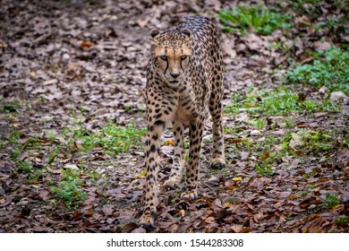 Cheetah Walking Towards The Camera