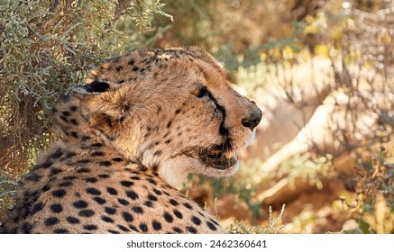 Cheetah, wildlife and lying with tree in natural habitat or resting with spotted pattern in nature. Outdoor predator, wild cat or big five hunter under bush or shade in wilderness, forest or jungle - Powered by Shutterstock