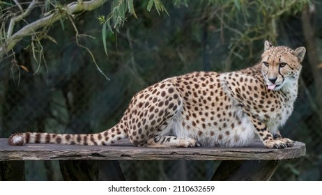 The Cheetah, The  World's Fastest Land Mammal.