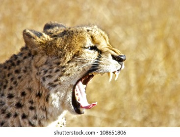 Cheetah Roaring