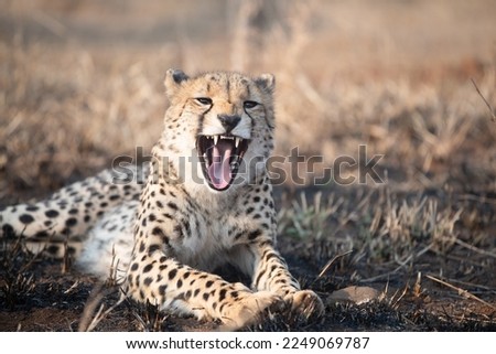 Cheetah yawns while waking up from sleeping while laying on the ground in South Africa.