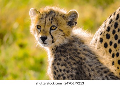 Cheetah, Young cheetah, Baby cheetah, Cheetah mum, Safari, Africa, Wildlife, Nature, Big cat, Predator, Grassland, Savannah, Spots, Fur, Fast, Hunter, Carnivore, Endangered, Speed, Elegance - Powered by Shutterstock