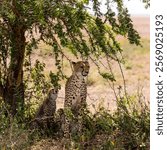 Cheetah and young cheetah sitting under a tree, Serengeti, Tanzania, Africa