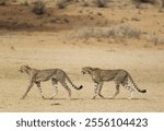 Cheetahs (Acinonyx jubatus), two subadult males, roaming in the dry and barren Auob riverbed, Kalahari Desert, Kgalagadi Transfrontier Park, South Africa, Africa