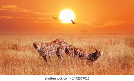 Cheetahs In The African Savannah At Sunset. Wild Life Of Africa.