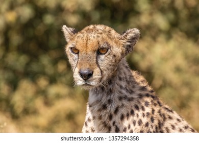 what are cheetahs predators