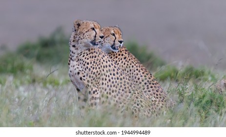 Cheetahs From The Famous Tora Bora Coalition In Masai Mara.