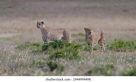 Cheetahs From The Famous Tora Bora Coalition In Masai Mara.