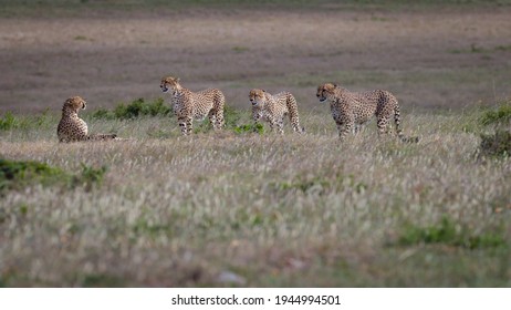 Cheetahs From The Famous Tora Bora Coalition In Masai Mara.