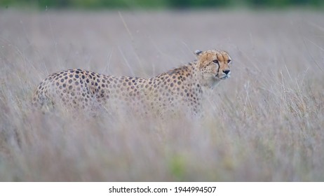 Cheetahs From The Famous Tora Bora Coalition In Masai Mara.