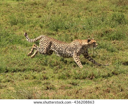 Cheetahs focusing