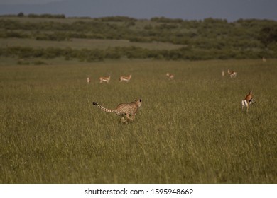 Cheetah's High Speed Chase For Prey