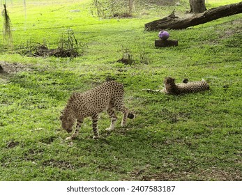 Cheetahs lazing around during the day.