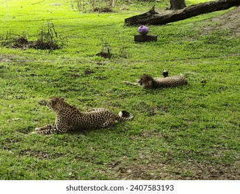 Cheetahs lazing around during the day.