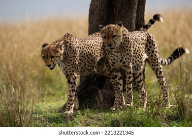 Cheetahs Marking Territory On A Tree, Masai Mara, Kenya