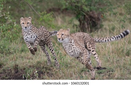 Cheetahs On The Hunt And Running In Masai Mara Game Reserve, Kenya