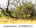 Cheetahs in tree scouting for prey while hunting
