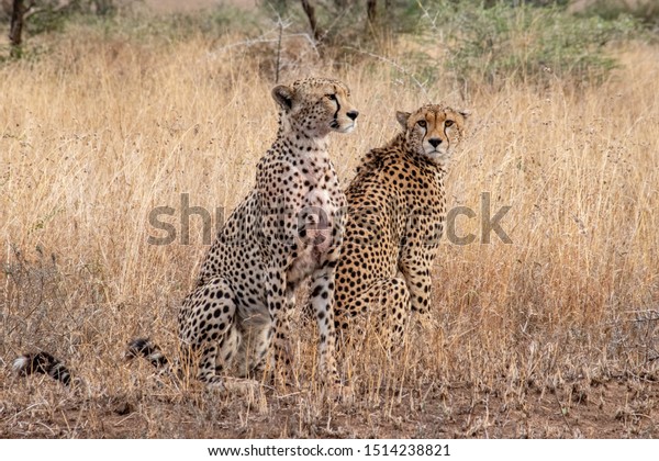 what are cheetahs predators