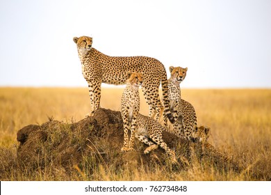 cheetahs watching prey in Serengeti National Park, Tanzania