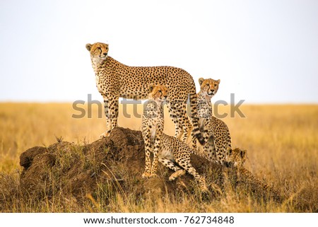 cheetahs watching prey in Serengeti National Park, Tanzania