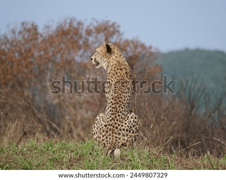 Cheetahs in the wild, Zululand, South Africa 