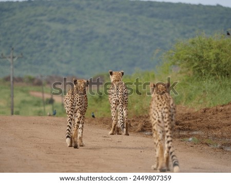 Cheetahs in the wild, Zululand, South Africa 