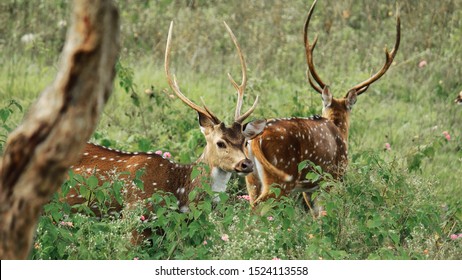 cheetal or chital deer or spotted deer (axis axis) in bandipur national park in karnataka in india.