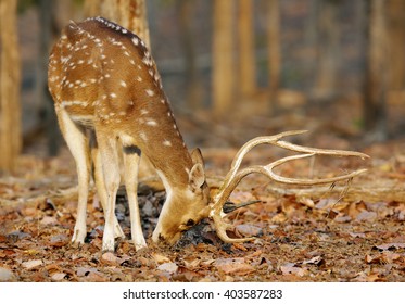 Cheetal Deer Feeding, Pench Tiger Reserve