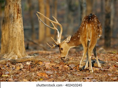 Cheetal Deer In Pench National Park