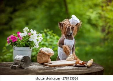  Chef Dog Cooking In The Park 