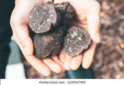 Chef hold black truffle in the hand.